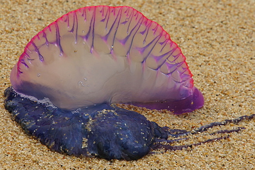 Кожа слезает пластами: ядовитые медузы калечат детей российских туристов в Таиланде