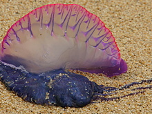 Кожа слезает пластами: ядовитые медузы калечат детей российских туристов в Таиланде