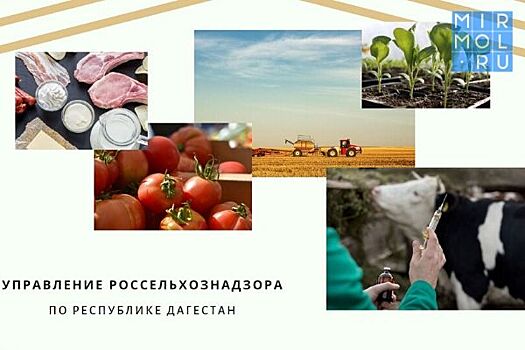 Дагестанский Россельхознадзор проконтролировал отправку на экспорт 737 тонн животноводческой продукции