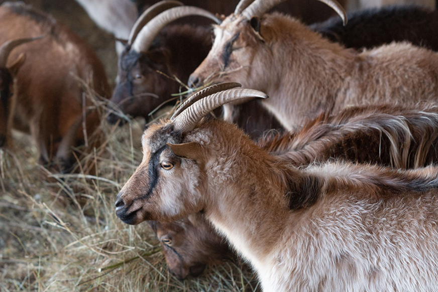 Животноводы из 23 регионов станут участниками Российской выставки племенных овец и коз в Дагестане