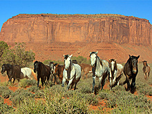 В США убьют 45 тысяч диких лошадей для расширения пастбищ