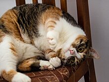 Коты из нижегородского ПНИ переехали в приют и котокафе