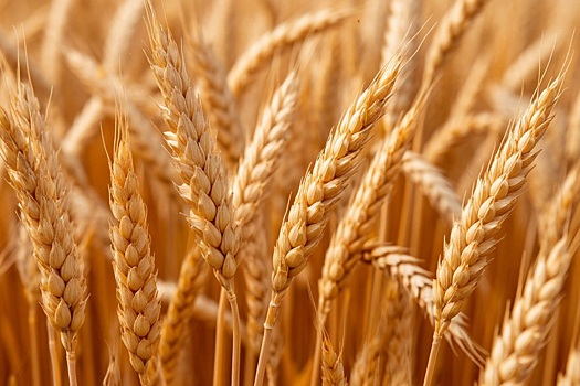 Новосибирская область вошла в пятерку лидеров по производству органической продукции