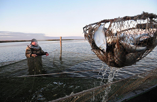 Юбилейный День пеляди пройдет в Новосибирске в ноябре
