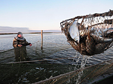 Юбилейный День пеляди пройдет в Новосибирске в ноябре