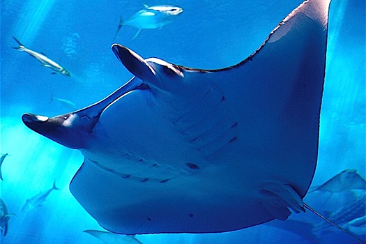 Отец и сын поймали морского дьявола весом 272 кг