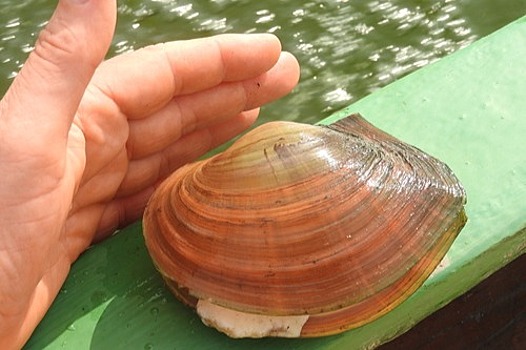 В Мьянме нашли опасного моллюска