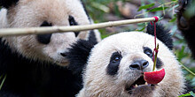В Германии впервые родились детеныши больших панд