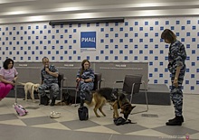 В Волгограде на пресс-конференцию пригласили собак