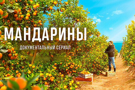 Документальный сериал об абхазских мандаринах вышел онлайн