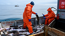 Эксперт высказался о «рыбных» санкциях США против России