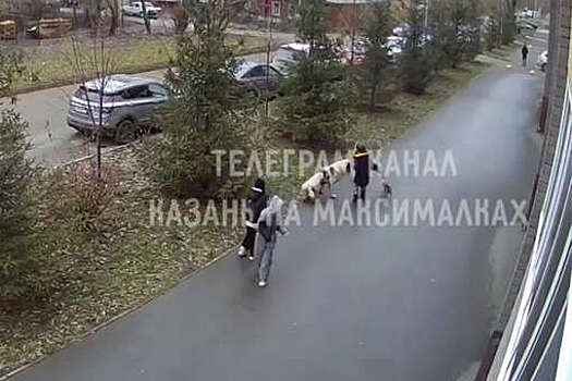 В Казани алабай едва не растерзал мальчика, гулявшего с собакой