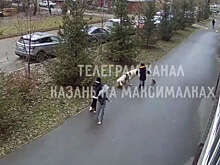 В Казани алабай едва не растерзал мальчика, гулявшего с собакой