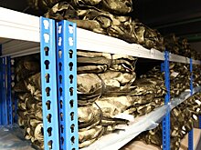 Военком Подмосковья разъяснил, куда направляют мобилизованных после сбора