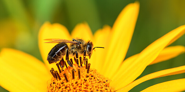 В Беларуси проснулись пчелы и отправились собирать первый майский мед