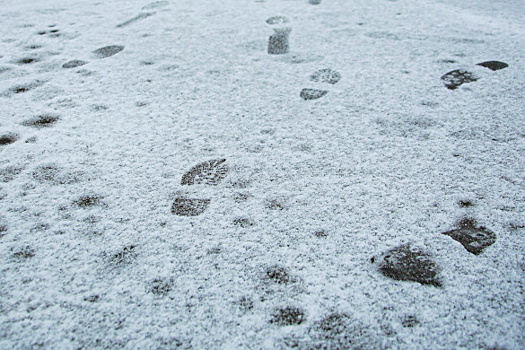 Новости за ночь, которые вы могли пропустить: снегопад в Крыму, возвращение Труфанова из сектора Газа и землетрясения в Иране