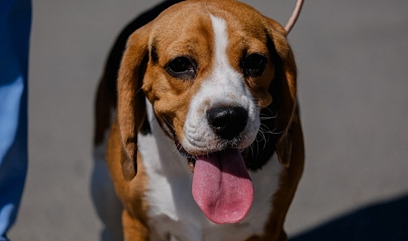 Кинолог дал советы, как провести новогодние праздники с пользой для собаки