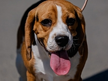 Кинолог дал советы, как провести новогодние праздники с пользой для собаки