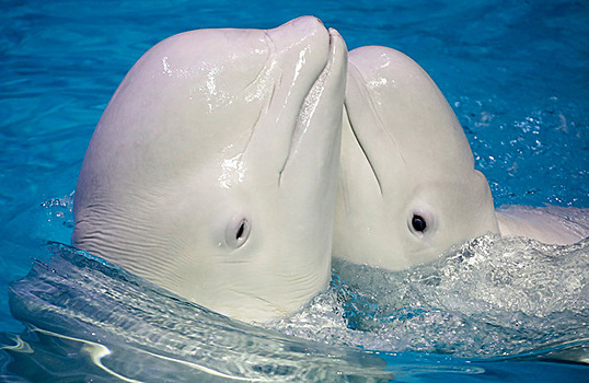Депутат Госдумы предложила запретить вылов морских млекопитающих для дельфинариев