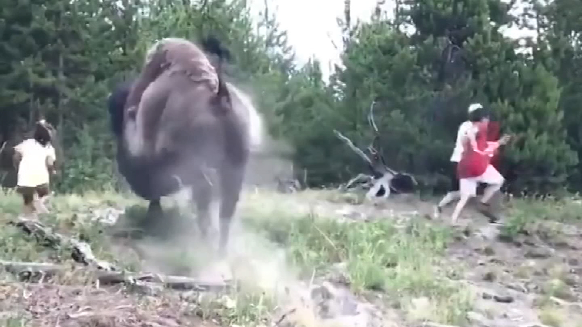 Смочь нападение. Бизон напал на человека. Бизоны нападают нападают на бизонов бизоны нападают на Бизон.