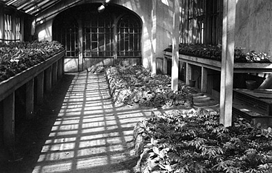 "Царица ночи" с блокадной лентой. Как ученые спасали Ботанический сад и жизни ленинградцев