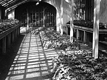 "Царица ночи" с блокадной лентой. Как ученые спасали Ботанический сад и жизни ленинградцев