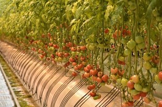 Россия увеличила импорт огурцов и помидоров