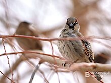 Стало известно, сколько в Татарстане проживает воробьев