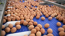 В России решили запретить вывоз яиц из страны