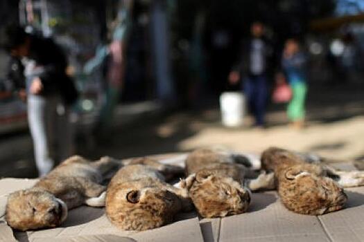 В Газе насмерть замерзли четыре львенка