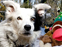 Спасатели вытащили просидевшего 10 часов в колодце пса