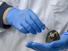 Ученые вывели мышей для исследования вакцин от коронавируса