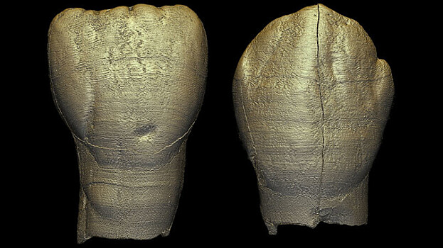 Ученых поразили зубы доисторического ребенка