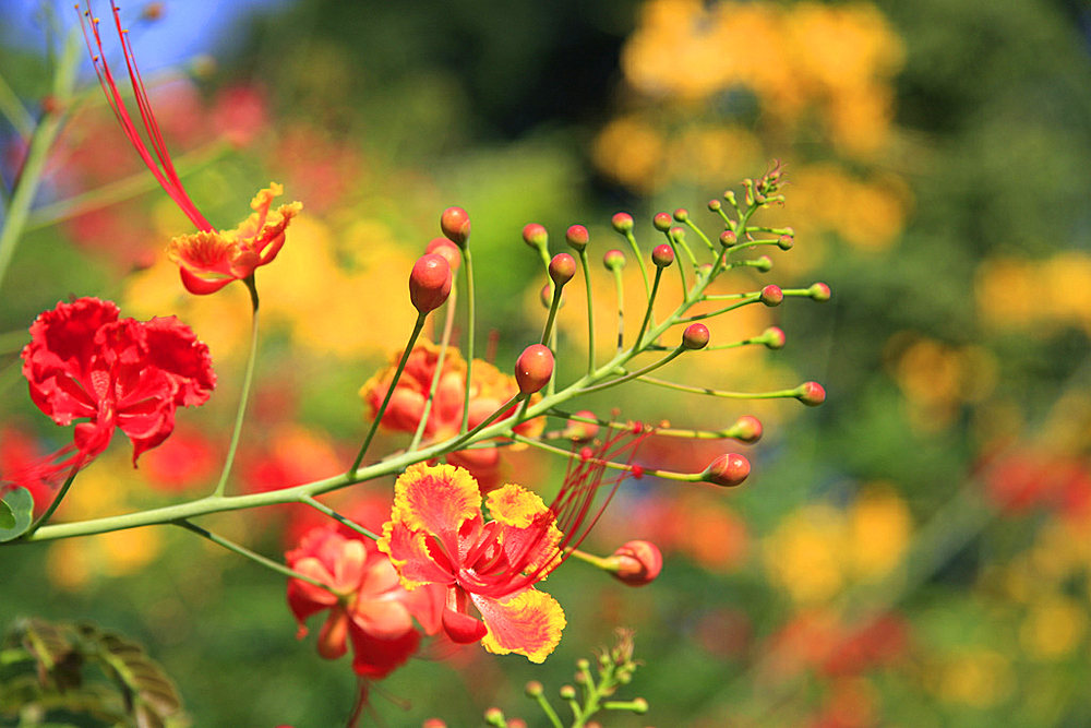 Ботанический Сад, Сингапур, Азия