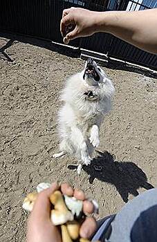 «Русагро» наполнит миски