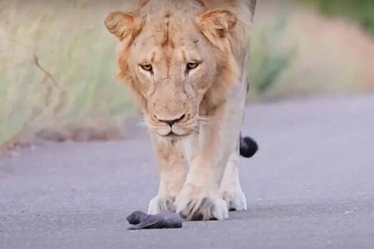 Встреча беззащитного детеныша медоеда и трех львов попала на видео