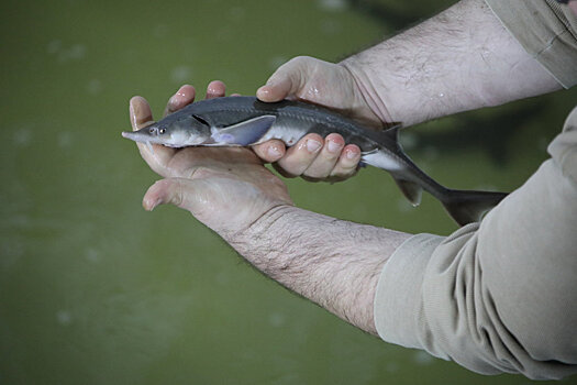 Рыба к прилавку плывет боком