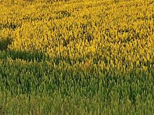 Сорта пшеницы с двойной устойчивостью и не требующие инсектицидов предоставят британским фермерам в 2023 году