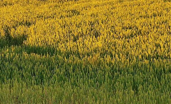 Сорта пшеницы с двойной устойчивостью и не требующие инсектицидов предоставят британским фермерам в 2023 году