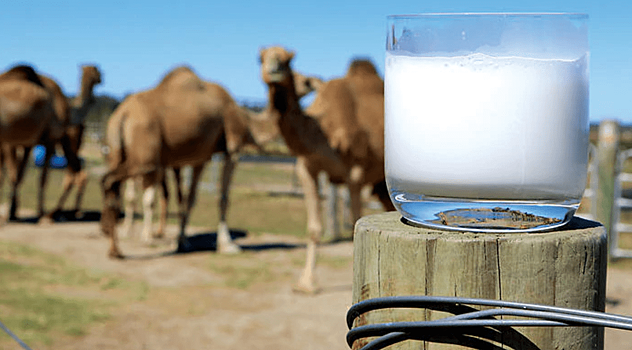 Казахстан начнет поставлять верблюжье молоко в Китай