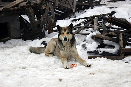Приют для собак едва не сожгли во Владивостоке