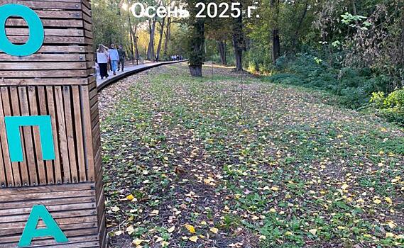 В Курске на Боевке засохла липовая аллея, высаженная экс-губернатором Смирновым