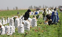 Волгоградские фермеры формируют реестры трудовых мигрантов