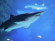 Нападение акул на людей в Красном море объяснили