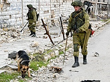 Командировки в Сирию и селитра: начальник инженерных войск РФ описал работу собак-саперов