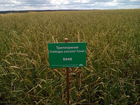 Гибрид пшеницы и пырея могут начать выращивать в Удмуртии