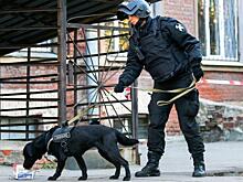 К школе в Тюмени экстренно стянулись саперы