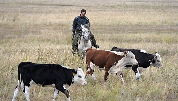 В Мордовии планируют за год произвести 310 тысяч тонн мяса скота и птицы