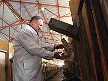 Доходы Ростовской области от экспорта продовольствия превысят 6 млрд долларов