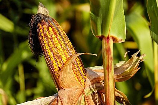 Гибриды кукурузы на Дне поля во Владимирской области оценивали по локальному потенциалу